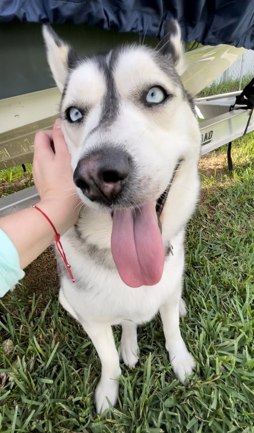 COURTESY POST: SKY & ELSA - Husky available for adoption