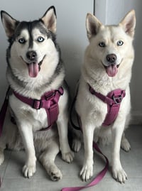 COURTESY POST: Sky & Elsa - Photo 4