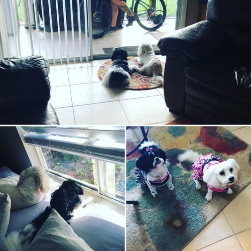 COURTESY POST: MIA & MILU (BONDED PAIR) - Maltese available for adoption