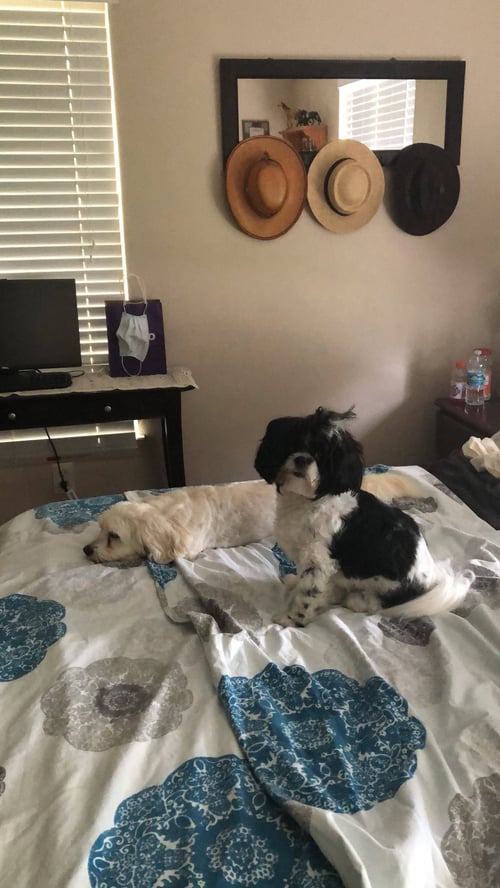 COURTESY POST: MIA & MILU (BONDED PAIR) - Maltese available for adoption