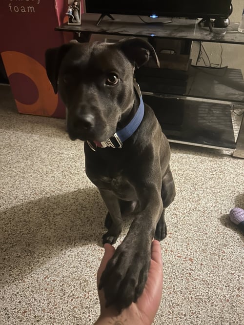 COURTESY POST: AMOR - Terrier available for adoption