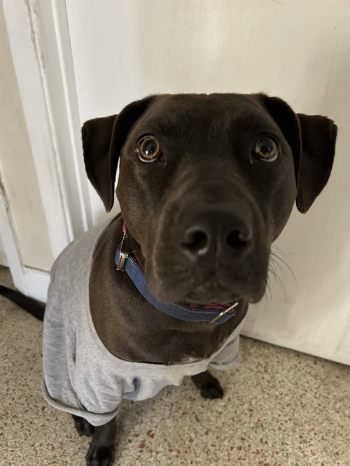 COURTESY POST: AMOR - Terrier available for adoption