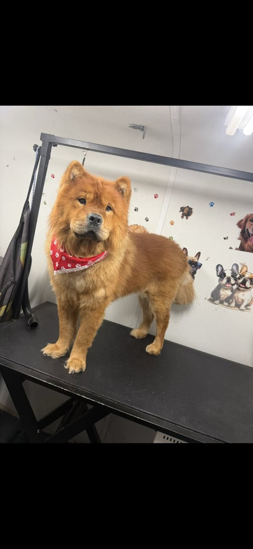 COURTESY POST: GOKU - Chow Chow available for adoption