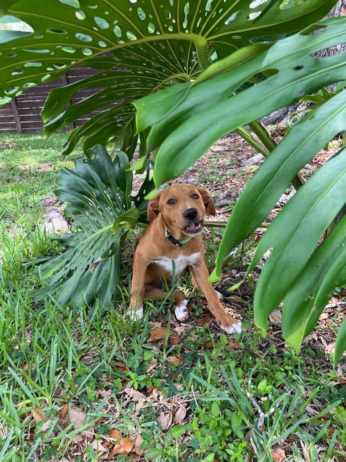 COURTESY POST: LUCKY - Labrador Retriever available for adoption