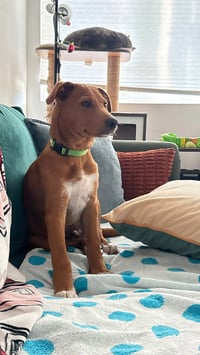 COURTESY POST: Lucky - Photo 4