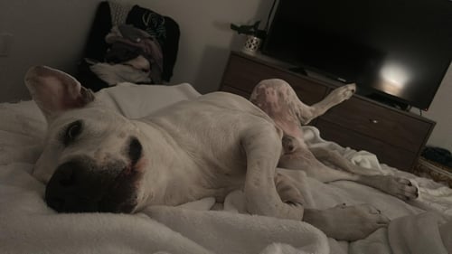 COURTESY POST: TIMOTHY - Great Dane / Labrador Retriever available for adoption
