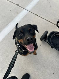 COURTESY POST: Tyson - Photo 2