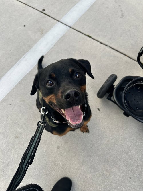 COURTESY POST: TYSON - Rottweiler available for adoption