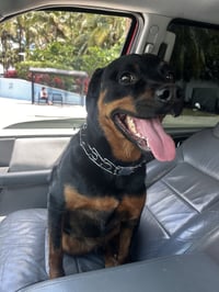 COURTESY POST: Tyson - Photo 4
