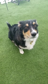 COURTESY POST: Bruno - Photo 1