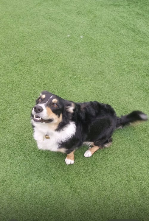 COURTESY POST: BRUNO - Border Collie / Welsh Corgi available for adoption
