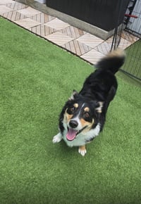 COURTESY POST: Bruno - Photo 3