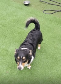 COURTESY POST: Bruno - Photo 4