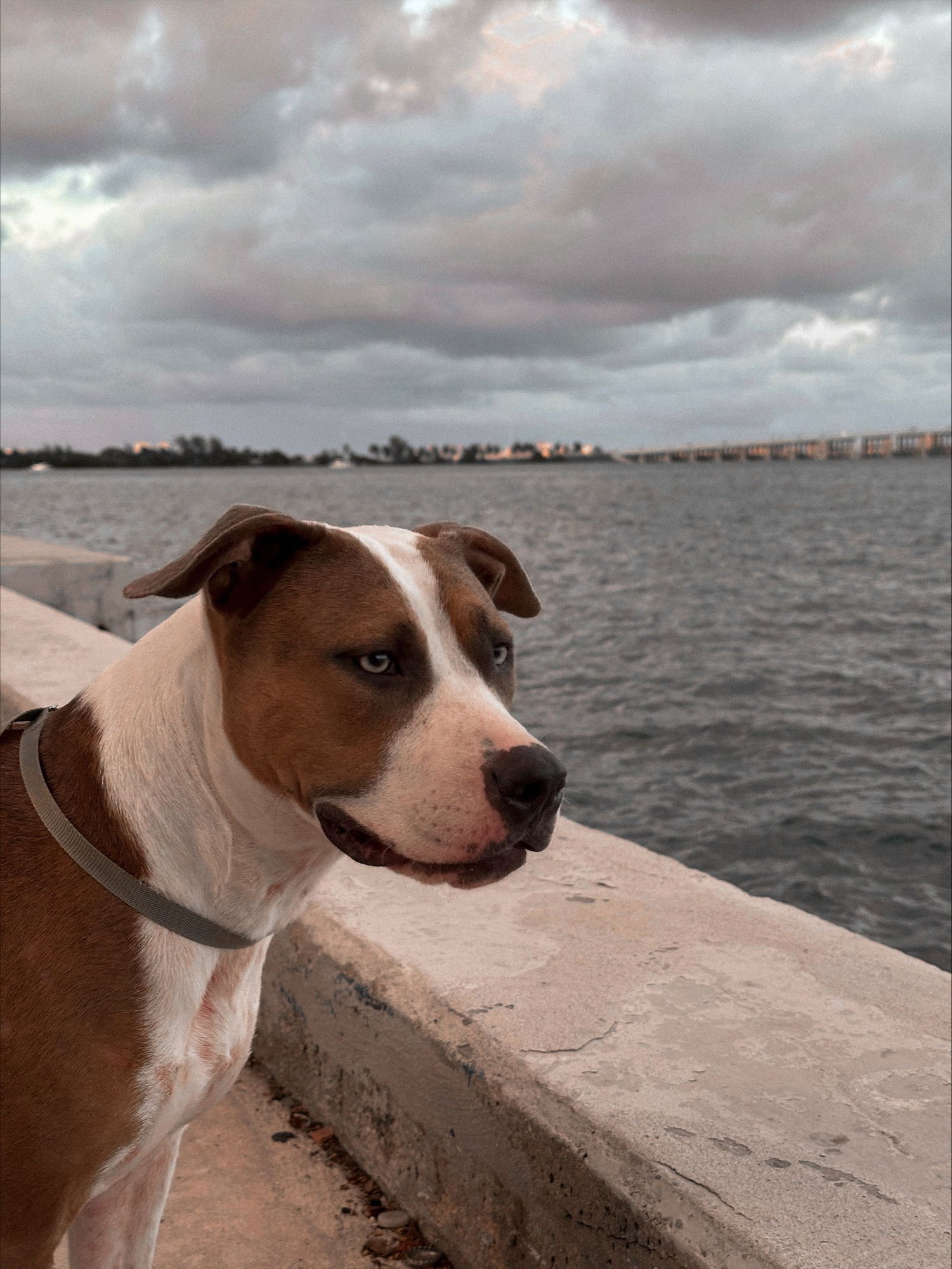 COURTESY POST: TSUKI - Terrier available for adoption