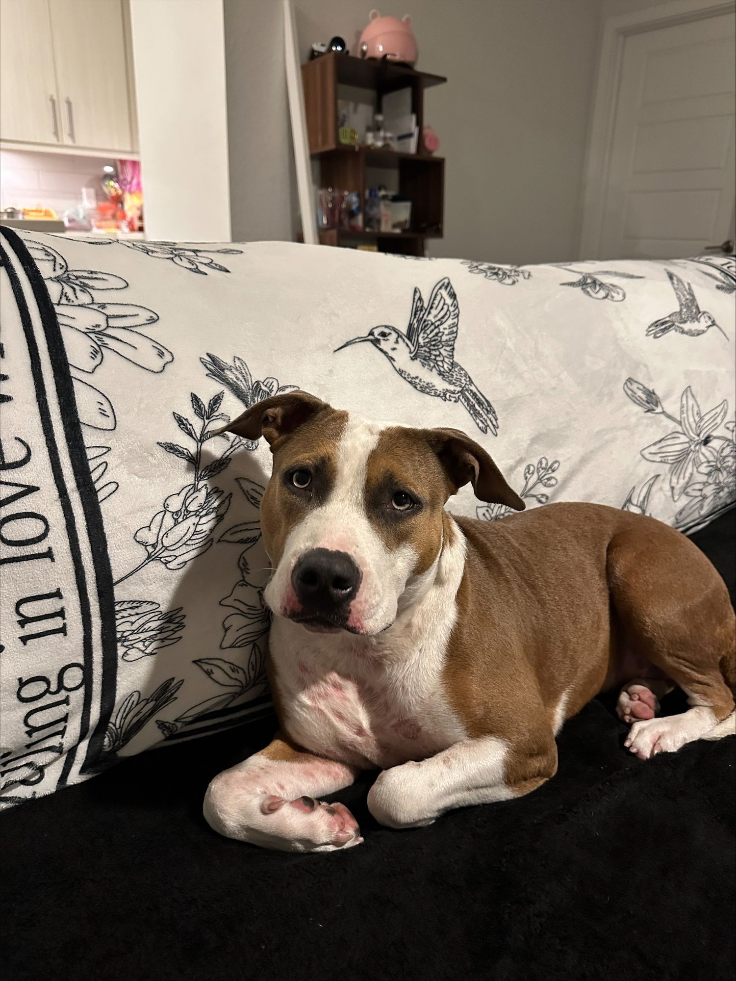 COURTESY POST: TSUKI - Terrier available for adoption