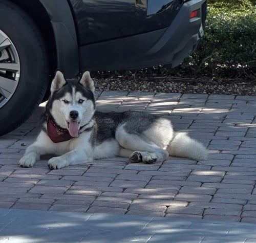 COURTESY POST: BRUNO - Husky available for adoption