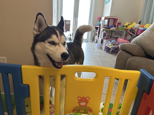 COURTESY POST: BRUNO - Husky available for adoption