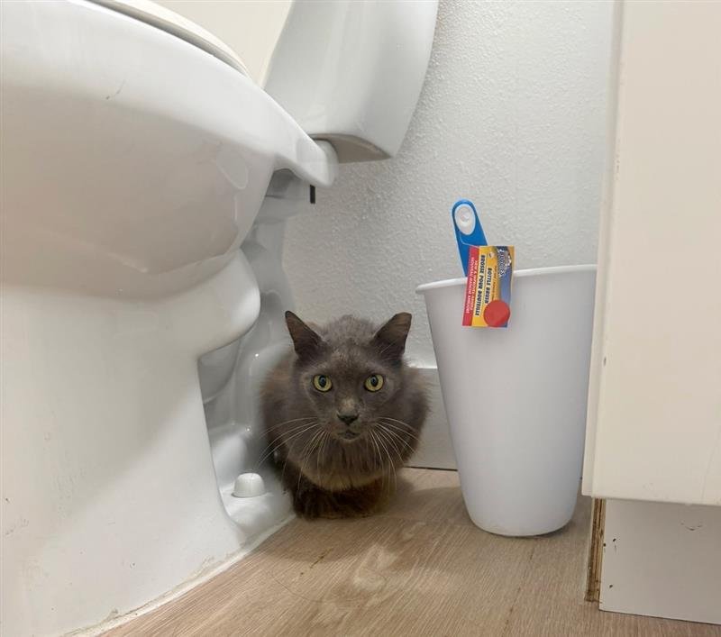 COURTESY POST: SPRING - Nebelung available for adoption