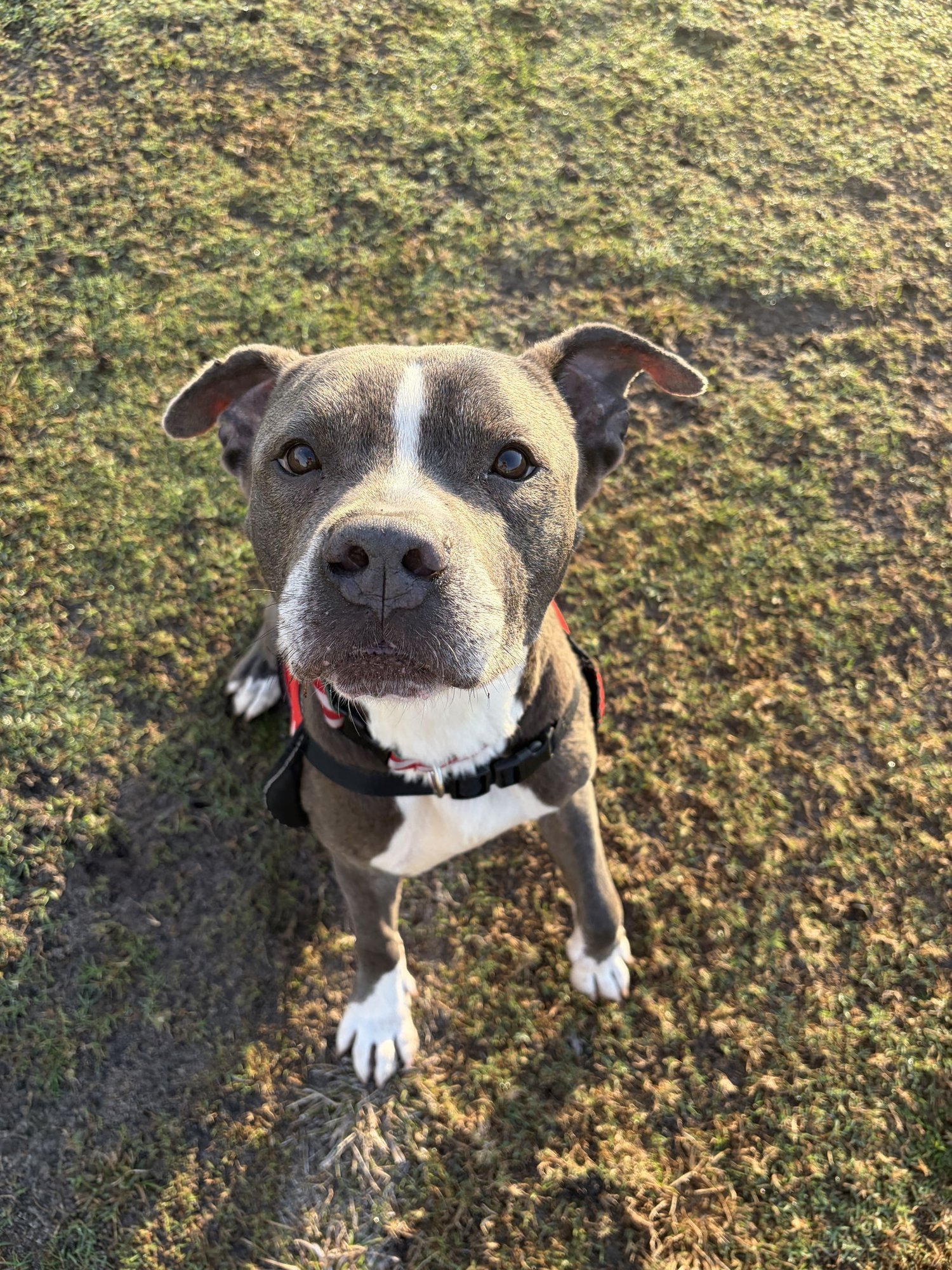 COURTESY POST: WALLY - American Pit Bull Terrier available for adoption