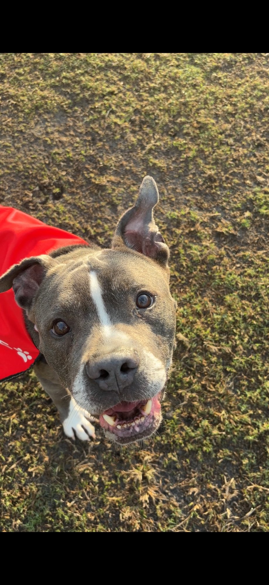 COURTESY POST: WALLY - American Pit Bull Terrier available for adoption