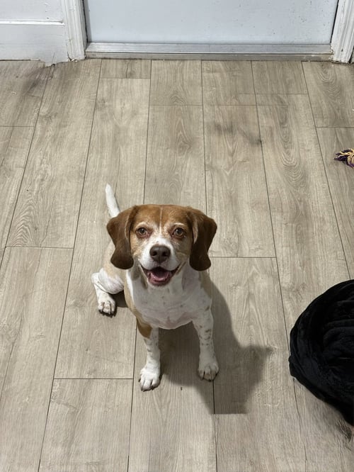 COURTESY POST: ROYCE - Beagle available for adoption