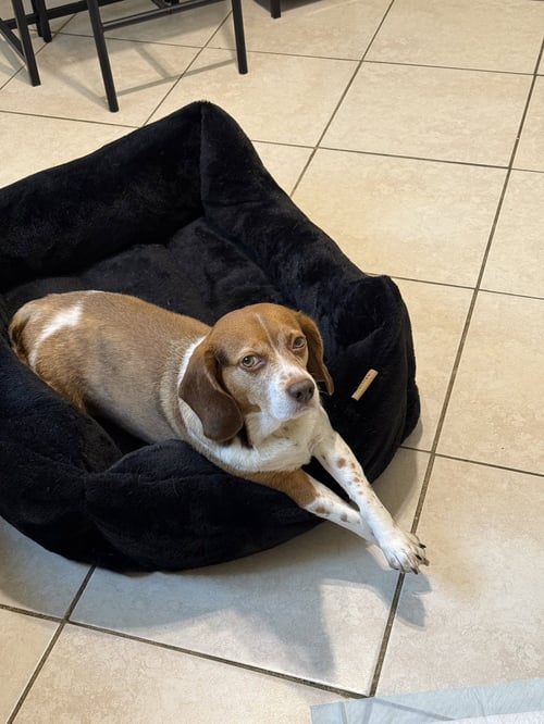 COURTESY POST: ROYCE - Beagle available for adoption