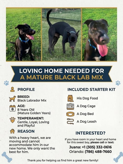 COURTESY POST: BLUE - Labrador Retriever available for adoption