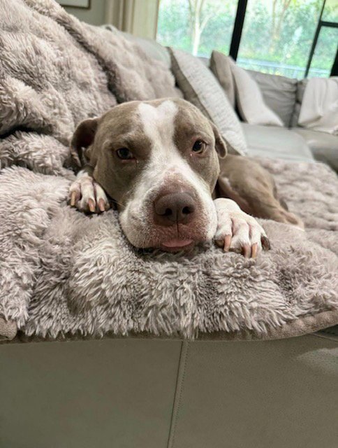 COURTESY POST: LUNA - Pit Bull Terrier available for adoption