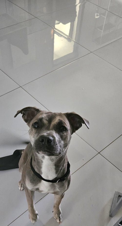 COURTESY POST: QI'RA - Labrador Retriever / Italian Greyhound available for adoption