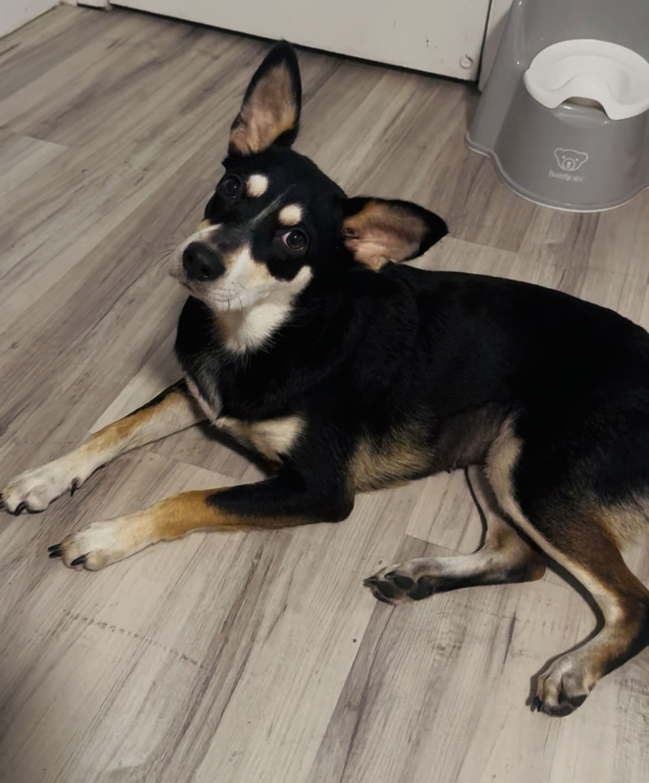 COURTESY POST: LYLA - Husky available for adoption