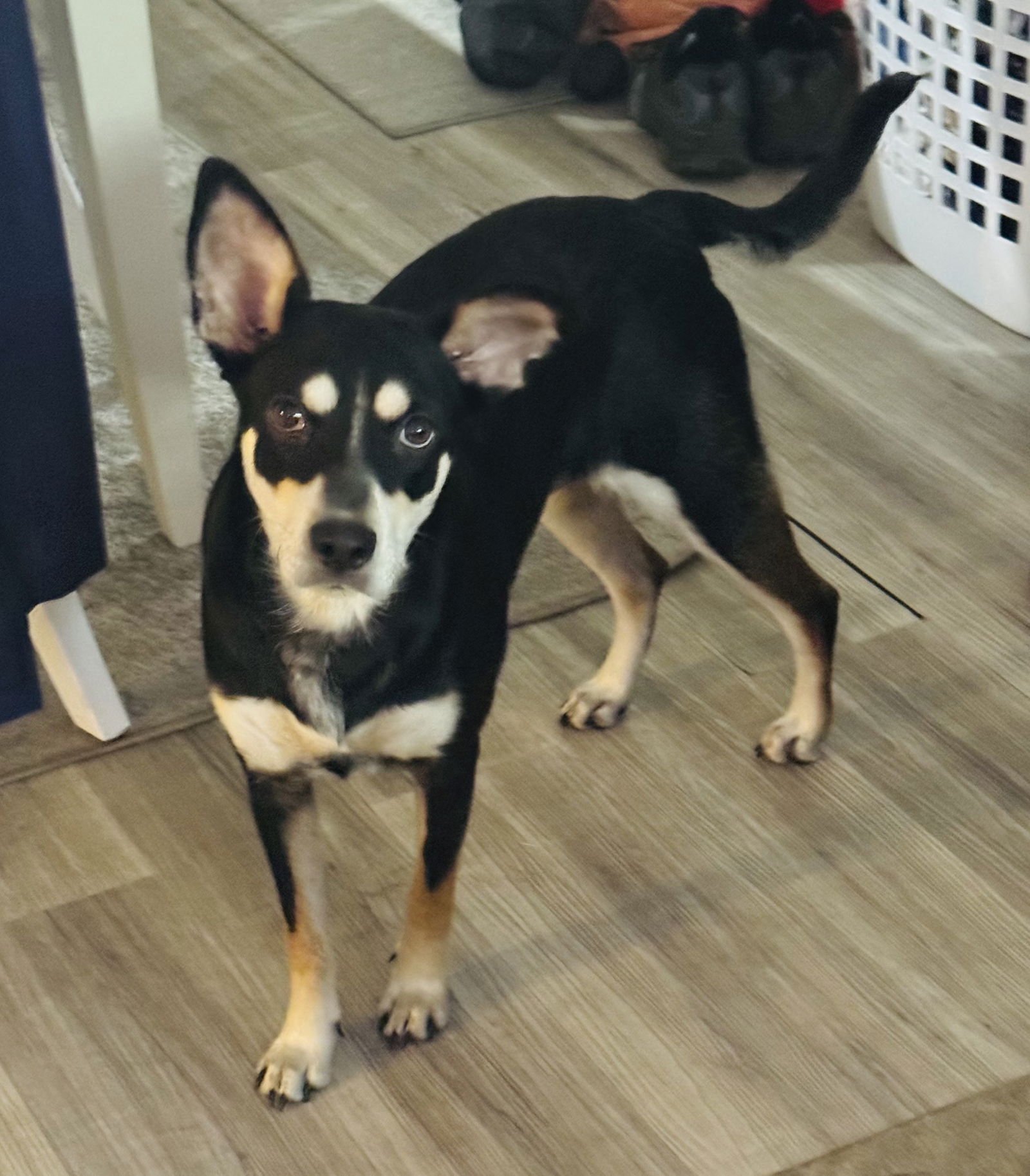 COURTESY POST: LYLA - Husky available for adoption