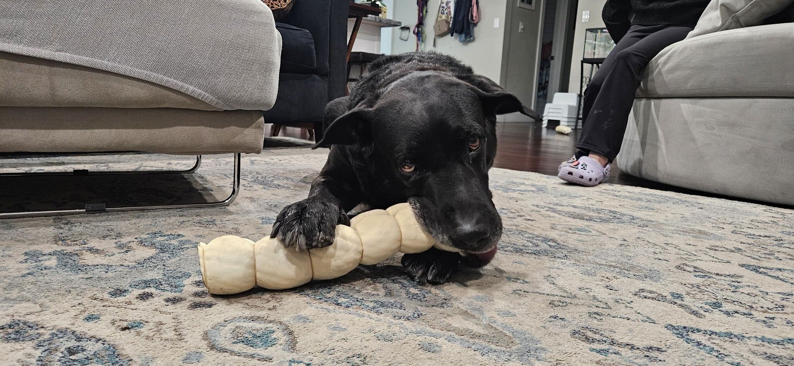 COURTESY POST: DUKE - Labrador Retriever / Great Dane available for adoption