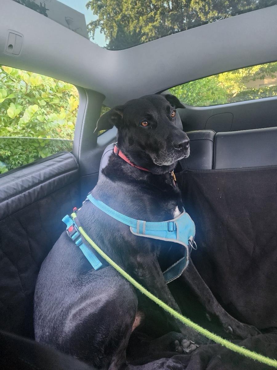COURTESY POST: DUKE - Labrador Retriever / Great Dane available for adoption