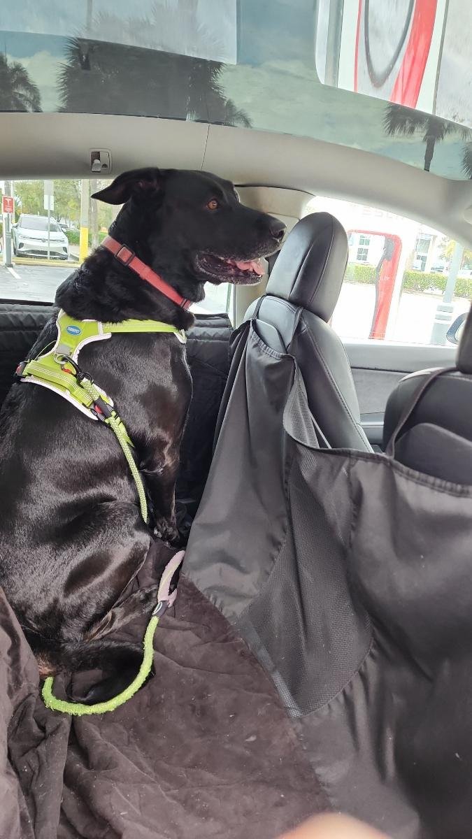 COURTESY POST: Duke - Photo 3