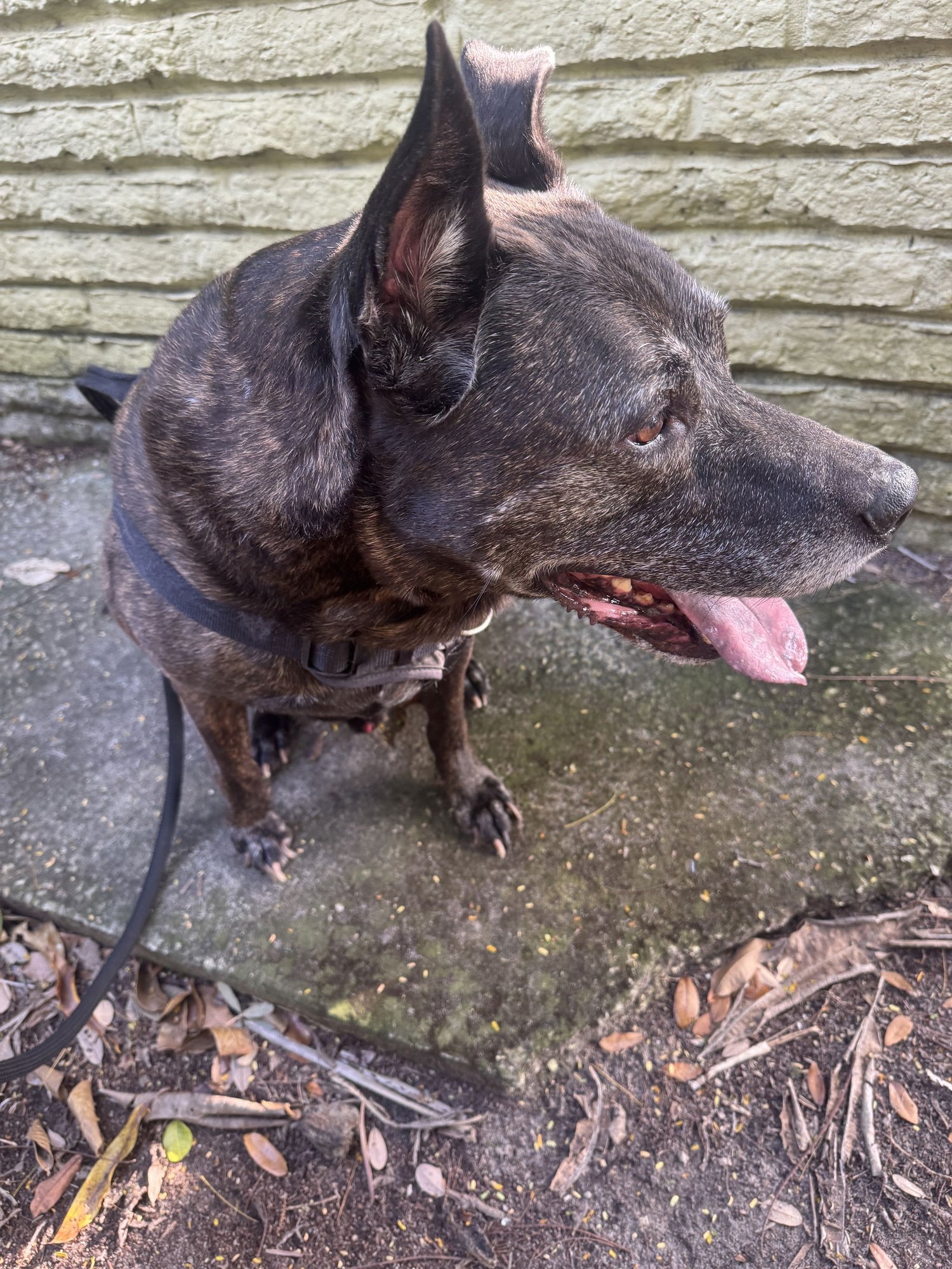 COURTESY POST: MURPHY - Dutch Shepherd available for adoption