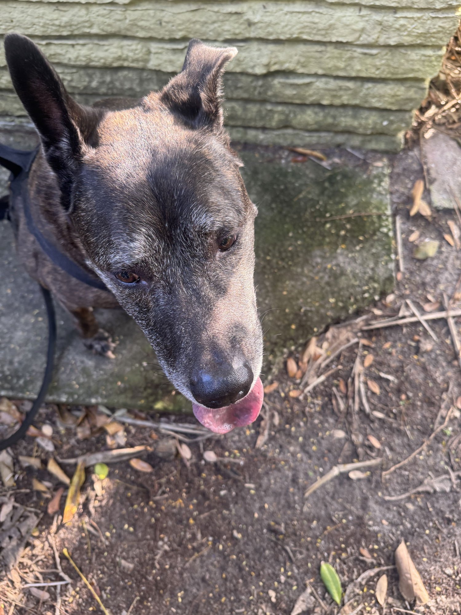 COURTESY POST: MURPHY - Dutch Shepherd available for adoption