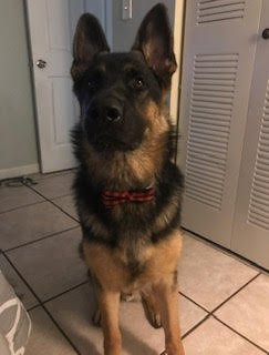 COURTESY POST: DRAKO - German Shepherd Dog available for adoption