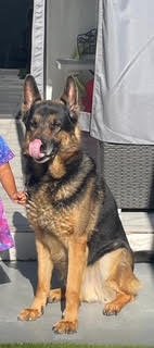 COURTESY POST: DRAKO - German Shepherd Dog available for adoption