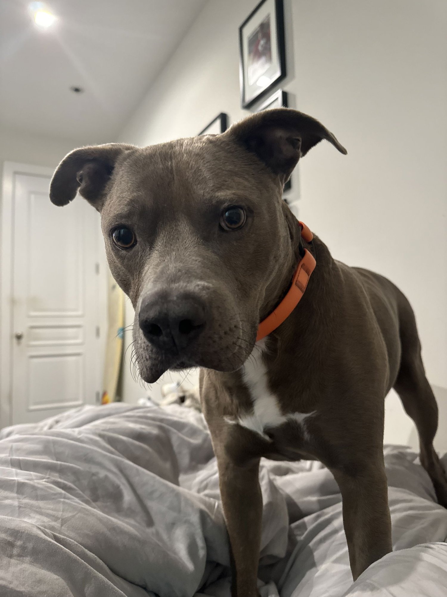 COURTESY POST: KOBE - American Pit Bull Terrier available for adoption