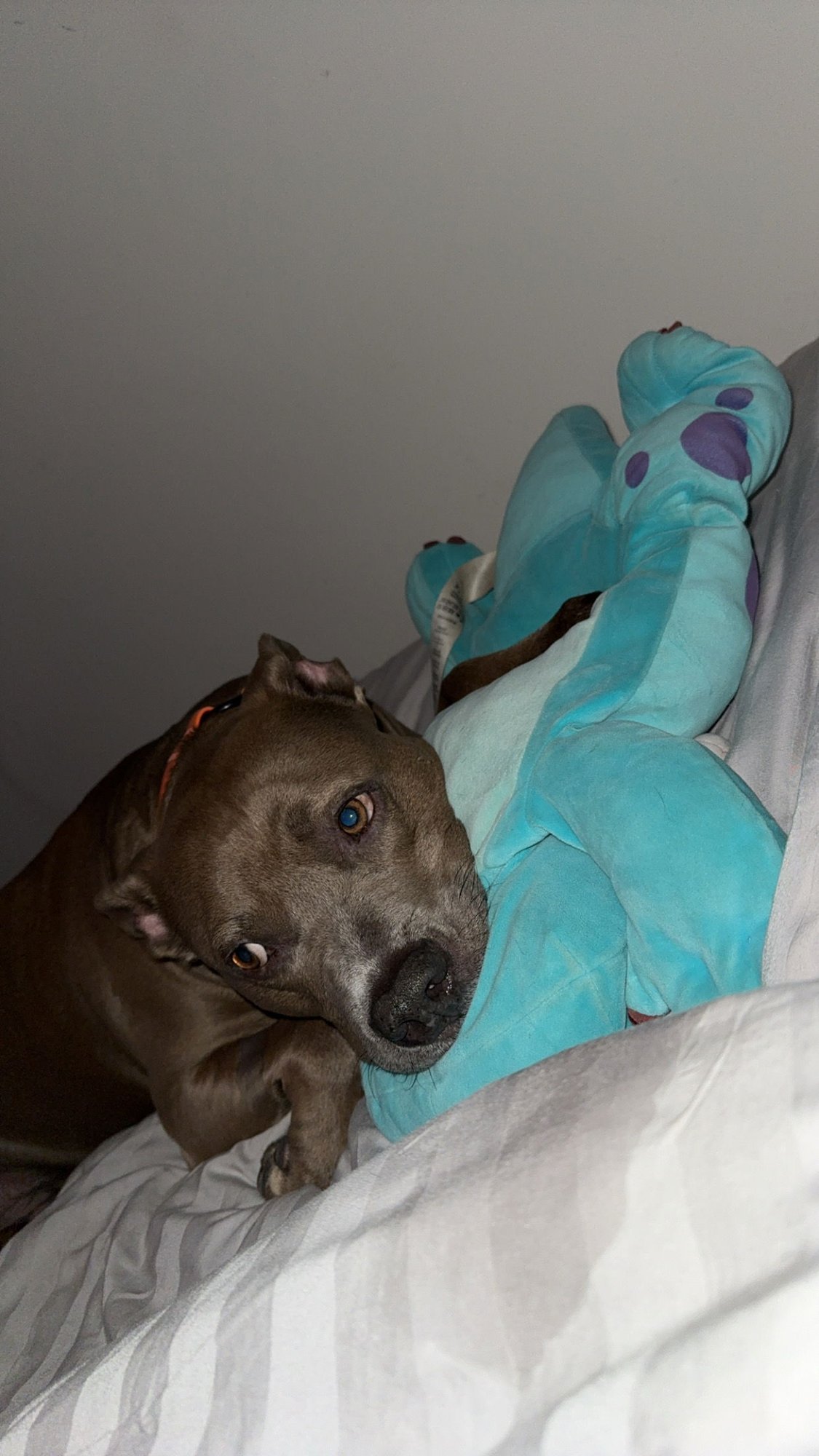 COURTESY POST: KOBE - American Pit Bull Terrier available for adoption