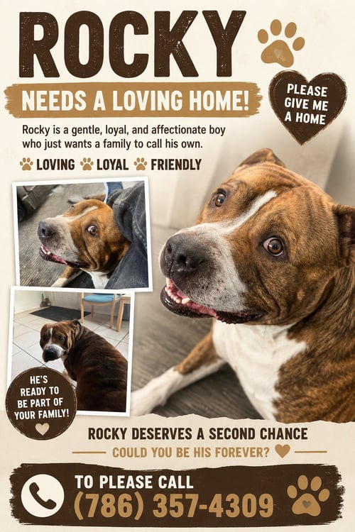 COURTESY POST: ROCKY - American Bulldog available for adoption