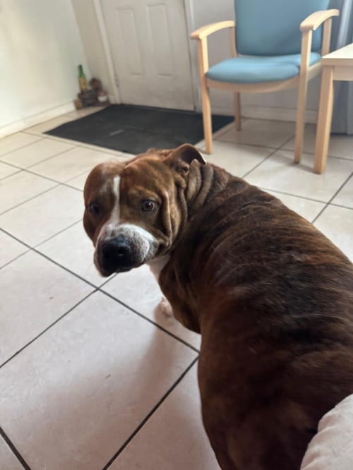 COURTESY POST: ROCKY - American Bulldog available for adoption