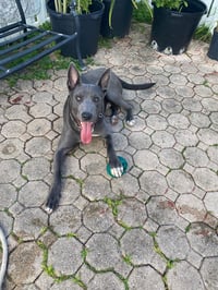 COURTESY POST: Dante - Photo 1