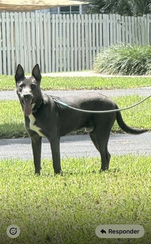 COURTESY POST: DANTE - Belgian Shepherd Malinois available for adoption