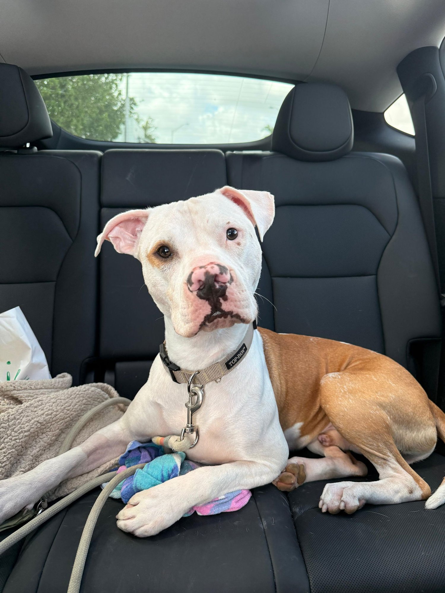 COURTESY POST: POPPIE - Bulldog available for adoption