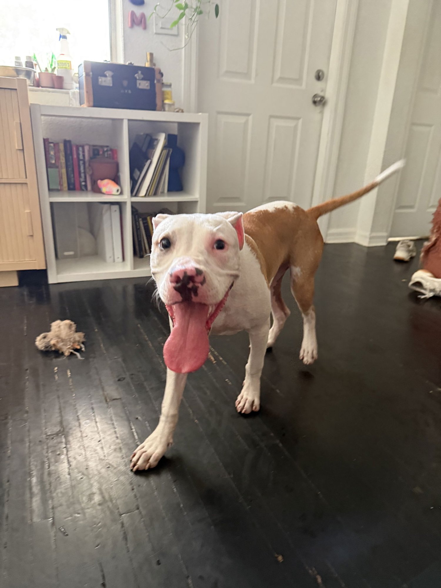 COURTESY POST: POPPIE - Bulldog available for adoption