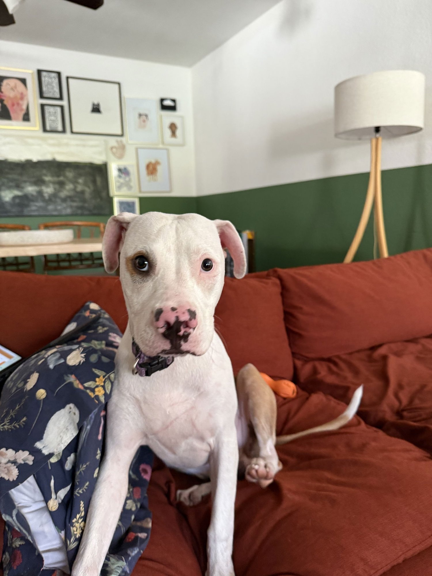 COURTESY POST: Poppie - Photo 4