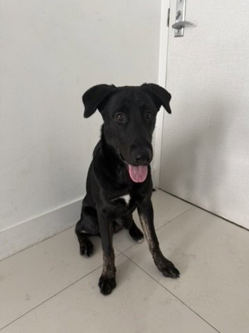 COURTESY POST: BAMBINO - German Shepherd Dog / Labrador Retriever available for adoption