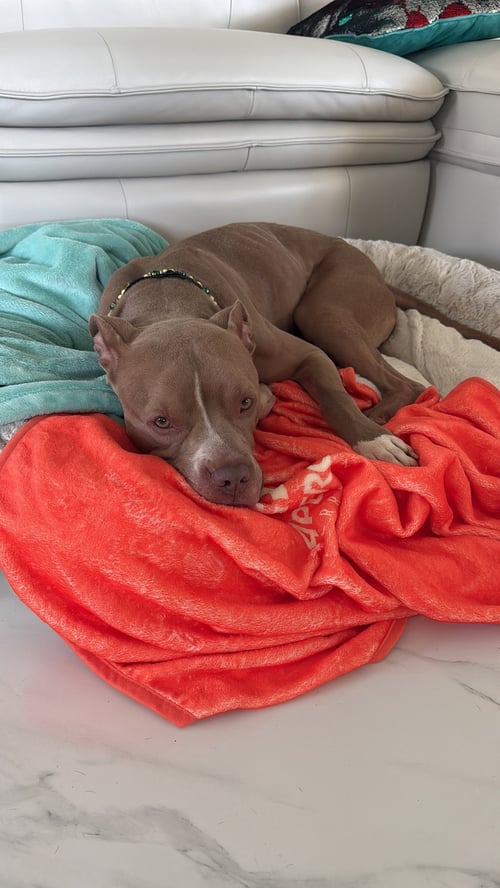 COURTESY POST: MACHO - American Pit Bull Terrier available for adoption