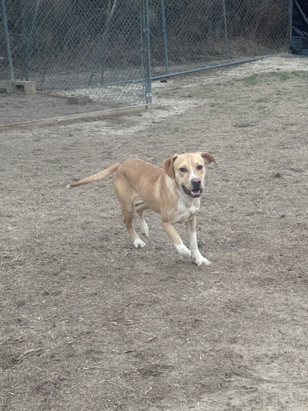 GRADY - Hound available for adoption